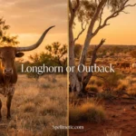 longhorn or outback